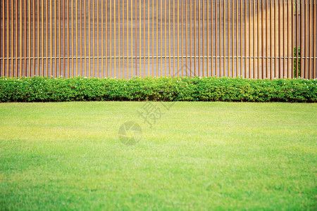 竹木背景花园中的草坪图片
