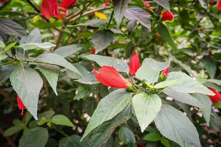 越南花园篱笆上的一灌热带红色的花丛朵和花蕾早期和发图片