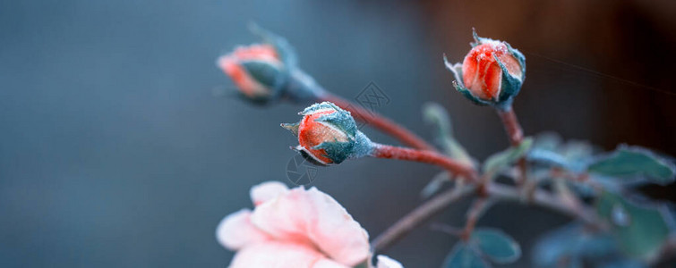 花园的冬天珊瑚玫瑰花瓣上的冰霜图片