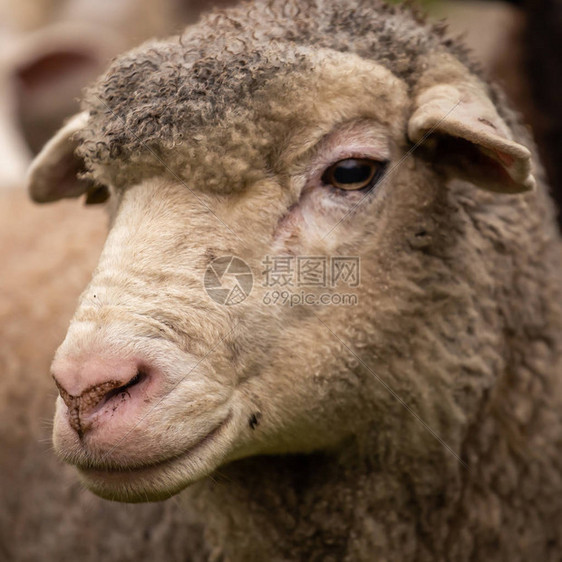 秋季牧羊业图片