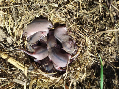 老鼠窝老草窝里的小老鼠图片