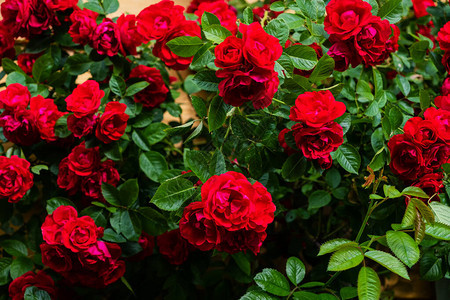 夏季诺维吉的玫瑰图片