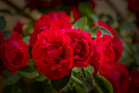 夏季诺维吉山脉的玫瑰图片