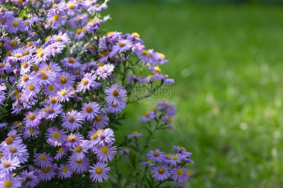 花园中的紫花朵Aste图片