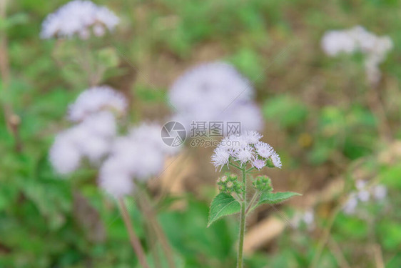 越南北部农村地区的选择焦点开花藿香花淡紫色和白色框架的美丽花在越南语中图片