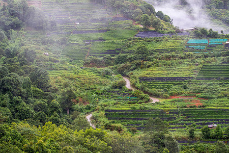 泰国清迈Fang区山顶上方的泰国清迈人农地景色图片