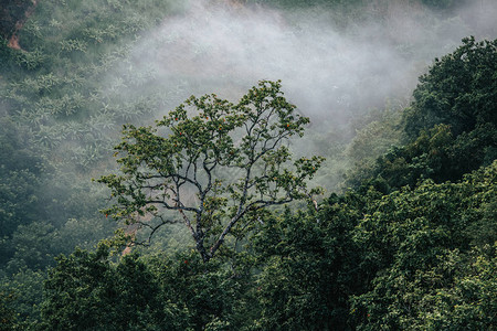 山中的森林自然与雾图片