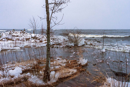 冬季湖岸冰面上的一棵树图片