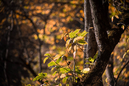 秋叶露珠阳光照耀的秋天大树红秋和黄秋叶戏剧场背景
