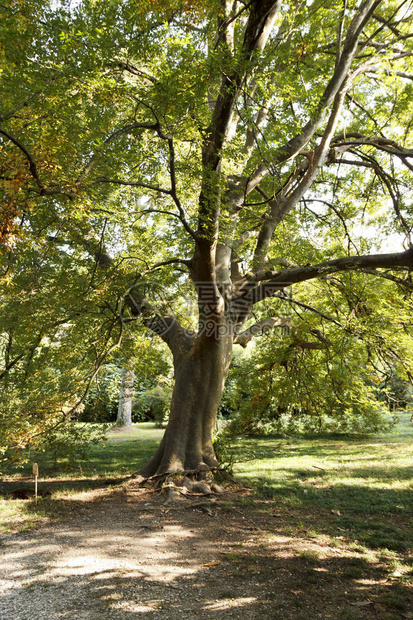 阳光下公园里一棵大古树的干图片