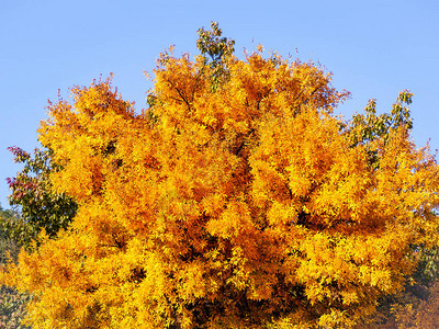 初秋的大黄树图片