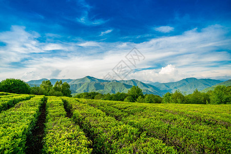 茶园的壮丽景观图片