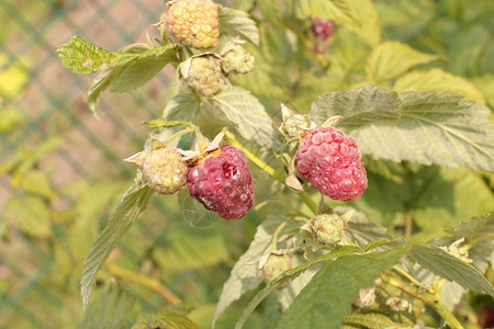 园艺植物中的植物夏季图片