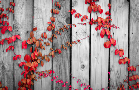 红色常春藤攀爬在木栅栏上房子灰色和白色木墙上的爬山虎植物生长在木板上的常春藤复古背景户外花园天然红叶图片