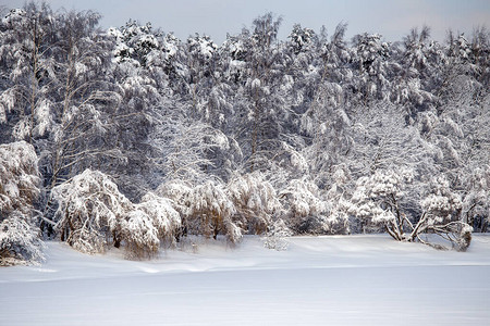 冬季树木的画面白天图片