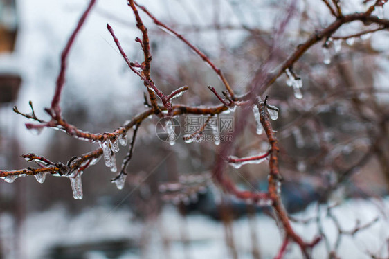 树枝上的冰柱雨后的寒流图片