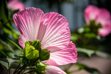 在绿色背景上的芙蓉罗莎的明亮的粉红色花Karkade原产于热带地区夏威夷野生粉红色芙蓉植物芙图片