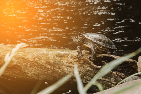 一个滑的海龟在太阳下烤木头上漂浮在水中图片