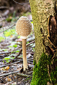 高腿树林附近森林的蘑菇紧闭图片