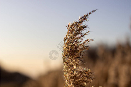 有选择软焦点干草子尾巴以日落光吹在风中自然夏图片