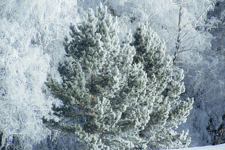 冬天雪森林背景图片