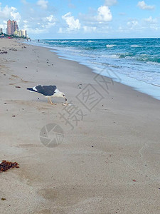 海鸥在沙滩上吃死鱼图片