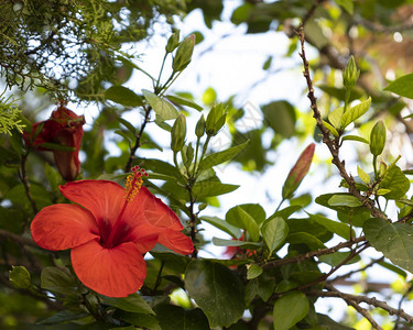 花园里美丽的红芙蓉花图片