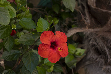 花园里美丽的红芙蓉花图片