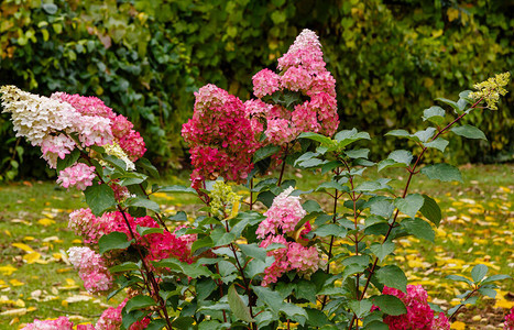 秋天花园的HydrangeaAfri图片