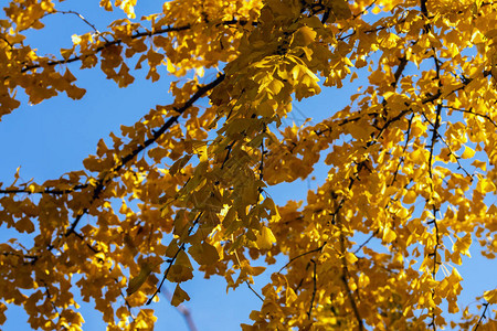 秋背景有选择地重点使用黄秋叶的图片