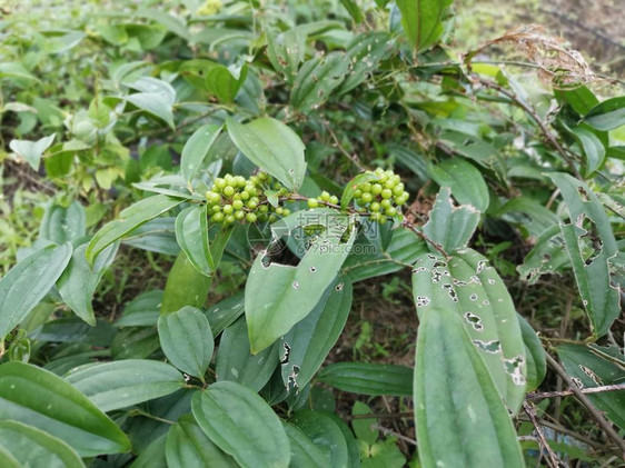 稀树草原Zeyla图片