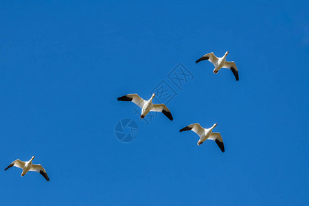 加拿大蓝天飞雪鹅图片