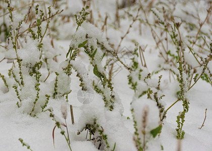 秋天的第一场雪下了雪躺在绿色和黄色的叶子上降雪和冬天多图片