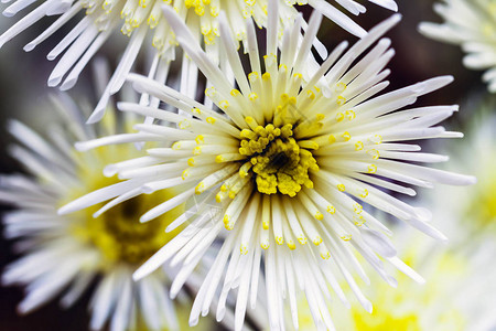 散焦花卉背景具有白花选择性聚焦技术的宏观照片具有文本复制空间的图片