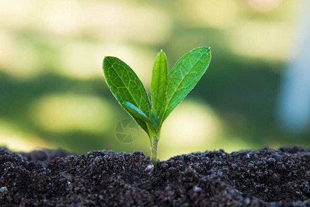 在户外地上生长的年轻植物图片