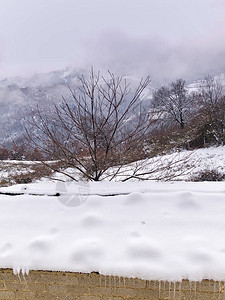 冬季雾的风景下雪覆图片