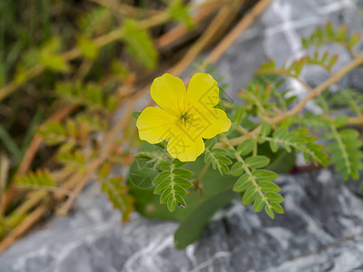 用叶子封闭魔鬼刺蒺藜植物的黄色花朵图片