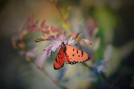美丽的含羞草与花和蝴蝶图片