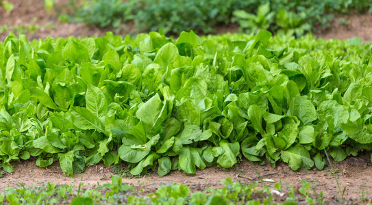 在温室里生菜叶种植绿地幼年生菜背景图片