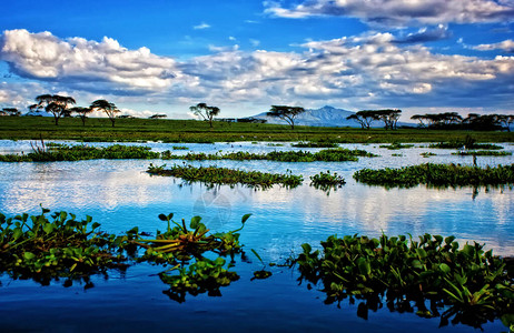 肯尼亚的奈瓦沙湖图片