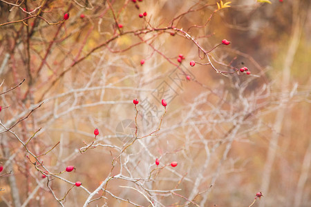 红色玫瑰果浆秋天背景图片