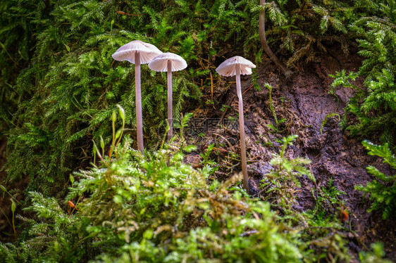 秋天仍活着三只小蘑菇图片