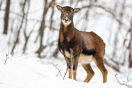 细心的野生母羊绵羊绵羊站在冬季森林的雪地里图片