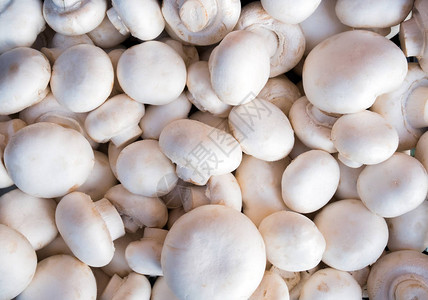 新鲜白蘑菇的背景顶层景色背景图片