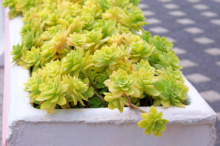 多肉植物在院子里的大锅里Aeoniumlindleyi植物景观设图片