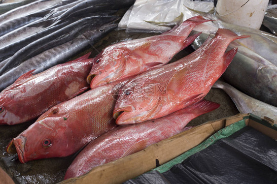 塞舌尔热带鱼在市场图片