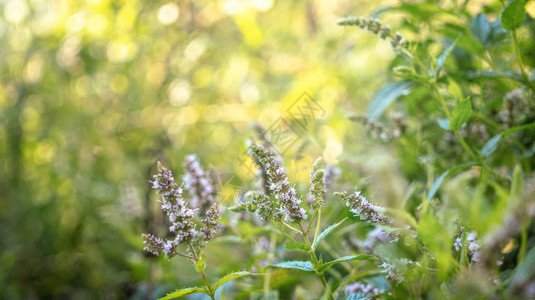 盛开的野生薄荷绿色的夏日花园图片