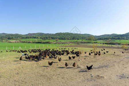 在养鸡场放牧背景图片
