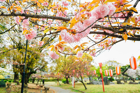 日本春天的和歌山城公园樱花节背景图片