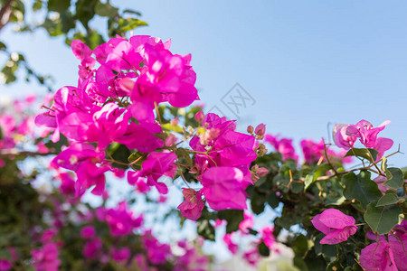 土耳其博德鲁姆市美丽的红色或粉红色九重葛花植物和花园土耳其或希腊博德鲁姆镇夏季图片